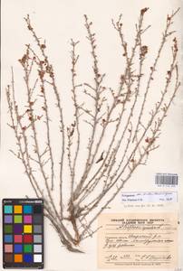 Atraphaxis replicata Lam., Middle Asia, Caspian Ustyurt & Northern Aralia (M8) (Kazakhstan)