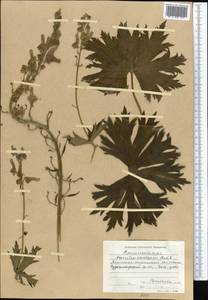 Aconitum leucostomum Vorosch., Middle Asia, Western Tian Shan & Karatau (M3) (Kyrgyzstan)