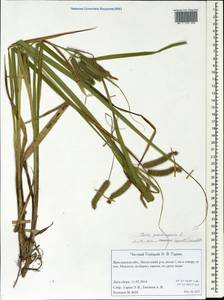 Carex pseudocyperus L., Eastern Europe, Central forest region (E5) (Russia)