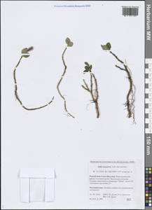 Salix nasarovii A.K.Skvortsov, Siberia, Yakutia (S5) (Russia)