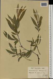 Salix acutifolia Willd., Eastern Europe, Eastern region (E10) (Russia)