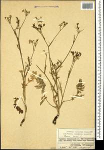 Carum carvi L., Caucasus, Armenia (K5) (Armenia)