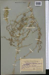 Girgensohnia oppositiflora (Pall.) Fenzl, Middle Asia, Western Tian Shan & Karatau (M3) (Kazakhstan)