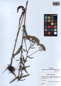 Achillea asiatica Serg., Siberia, Altai & Sayany Mountains (S2) (Russia)