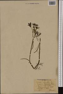 Ranunculus peltatus subsp. baudotii (Godr.) Meikle ex C. D. K. Cook, Western Europe (EUR) (Germany)
