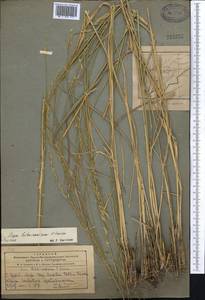 Achnatherum turcomanicum (Roshev.) Tzvelev, Middle Asia, Pamir & Pamiro-Alai (M2) (Tajikistan)