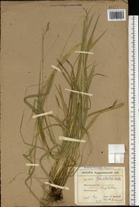 Carex sylvatica Huds., Eastern Europe, North Ukrainian region (E11) (Ukraine)