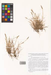 Puccinellia phryganodes (Trin.) Scribn. & Merr., Siberia, Chukotka & Kamchatka (S7) (Russia)