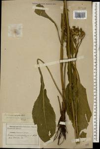 Senecio macrophyllus M. Bieb., Caucasus, Stavropol Krai, Karachay-Cherkessia & Kabardino-Balkaria (K1b) (Russia)