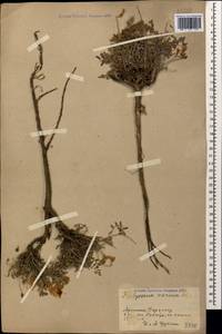 Hedysarum varium Willd., Caucasus, Armenia (K5) (Armenia)