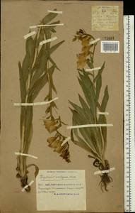 Digitalis grandiflora Mill., Eastern Europe, South Ukrainian region (E12) (Ukraine)