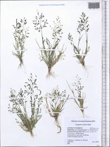 Eragrostis minor Host, Middle Asia, Northern & Central Tian Shan (M4) (Kyrgyzstan)