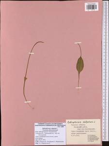 Ophioglossum vulgatum L., Eastern Europe, Central region (E4) (Russia)