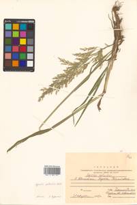 Agrostis stolonifera L., Siberia, Russian Far East (S6) (Russia)