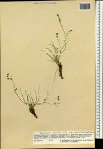 Bupleurum bicaule Helm, Mongolia (MONG) (Mongolia)