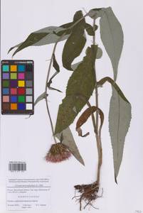 Cirsium heterophyllum (L.) Hill, Eastern Europe, Moscow region (E4a) (Russia)