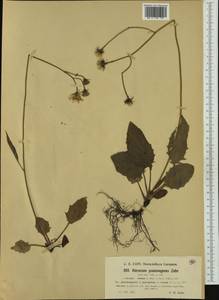 Hieracium bifidum subsp. psammogenes (Zahn) Zahn, Western Europe (EUR) (Switzerland)
