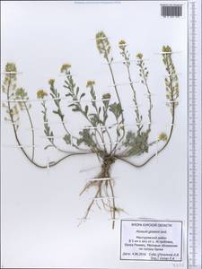 Alyssum gmelinii Jord. & Fourr., Eastern Europe, Central forest-and-steppe region (E6) (Russia)