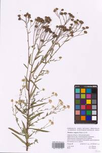 Achillea ptarmica L., Eastern Europe, North-Western region (E2) (Russia)