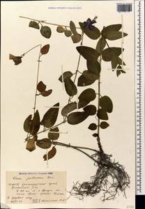 Vinca major subsp. hirsuta (Boiss.) Stearn, Caucasus, Krasnodar Krai & Adygea (K1a) (Russia)