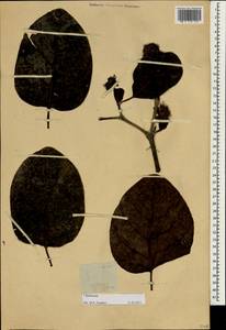 Rubiaceae, South Asia, South Asia (Asia outside ex-Soviet states and Mongolia) (ASIA) (Philippines)