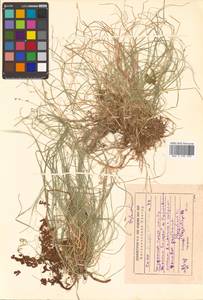 Carex disperma Dewey, Siberia, Russian Far East (S6) (Russia)