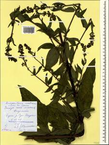 Scrophularia umbrosa Dumort., Crimea (KRYM) (Russia)