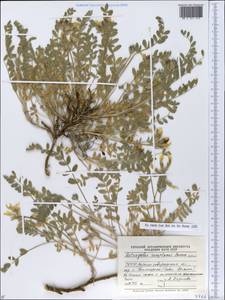 Astragalus rupifragus Pall., Eastern Europe, North Ukrainian region (E11) (Ukraine)