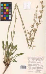 Silene chlorantha (Willd.) Ehrh., Eastern Europe, Lower Volga region (E9) (Russia)