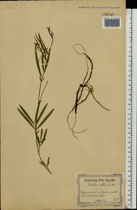 Lathyrus pannonicus (Jacq.)Garcke, Eastern Europe, North Ukrainian region (E11) (Ukraine)