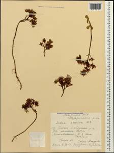 Phedimus spurius subsp. spurius, Caucasus, Stavropol Krai, Karachay-Cherkessia & Kabardino-Balkaria (K1b) (Russia)