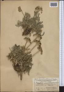 Seseli mucronatum (Schrenk) Pimenov & Sdobnina, Middle Asia, Pamir & Pamiro-Alai (M2) (Tajikistan)