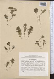 Euphorbia falcata L. , nom. cons., Middle Asia, Pamir & Pamiro-Alai (M2) (Uzbekistan)