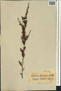 Aspalathus verrucosa sensu auct., Africa (AFR) (South Africa)