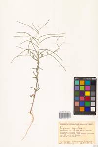 Erysimum repandum L., Eastern Europe, Lower Volga region (E9) (Russia)