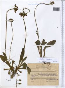 Pilosella aurantiaca subsp. aurantiaca, Middle Asia, Dzungarian Alatau & Tarbagatai (M5) (Kazakhstan)