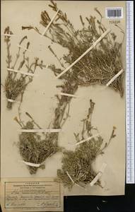 Silene microphylla Boiss., Middle Asia, Pamir & Pamiro-Alai (M2) (Tajikistan)
