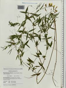 Lathyrus pratensis L., Eastern Europe, Northern region (E1) (Russia)