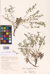 Astragalus rupifragus Pall., Eastern Europe, Lower Volga region (E9) (Russia)