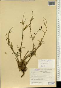 Roemeria sicula (Guss.) Galasso, Banfi, L. Sáez & Bartolucci, South Asia, South Asia (Asia outside ex-Soviet states and Mongolia) (ASIA) (Iran)