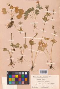 Ranunculus nivalis L., Eastern Europe, Eastern region (E10) (Russia)