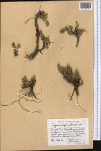 Ugamia angrenica (Krasch.) Pavlov, Middle Asia, Western Tian Shan & Karatau (M3) (Kyrgyzstan)