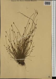 Eleocharis carniolica W.D.J.Koch, Western Europe (EUR) (Croatia)