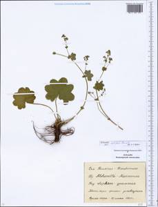 Alchemilla lindbergiana Juz., Eastern Europe, Eastern region (E10) (Russia)