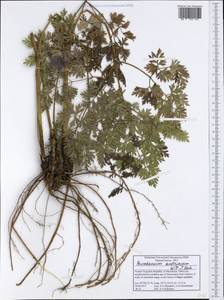 Pteroselinum austriacum (Jacq.) Rchb., Western Europe (EUR) (North Macedonia)