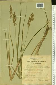 Anthoxanthum nitens (Weber) Y.Schouten & Veldkamp, Siberia, Western Siberia (S1) (Russia)