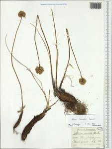 Allium horvatii Lovric, Western Europe (EUR) (Italy)