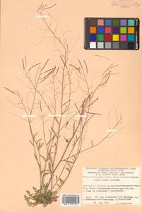 Arabidopsis lyrata subsp. kamchatica (Fisch. ex DC.) O'Kane & Al-Shehbaz, Siberia, Chukotka & Kamchatka (S7) (Russia)