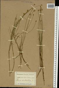Carex chordorrhiza L.f., Eastern Europe, Central forest-and-steppe region (E6) (Russia)