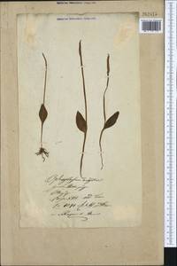 Ophioglossum vulgatum L., Eastern Europe, Lithuania (E2a) (Lithuania)